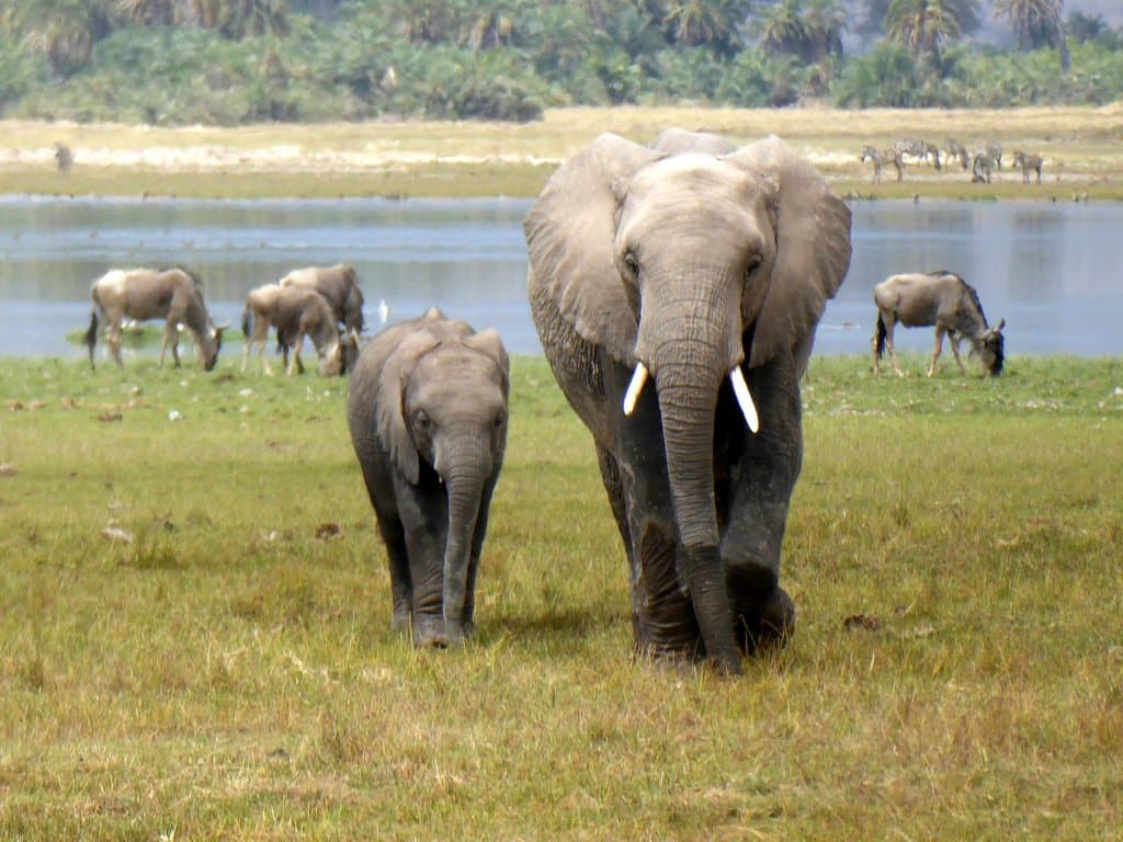 Landplane Adventures | Elephants in the Wilderness Kenya