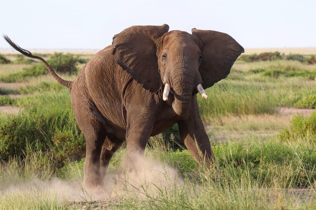 Bull Elephant Charging