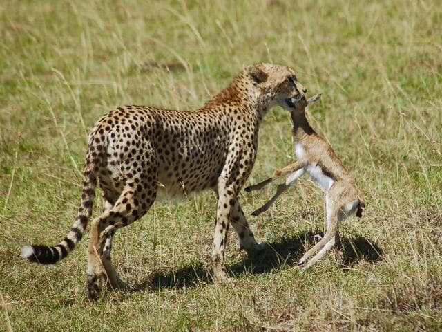 Cheetah with Prey after a hunt