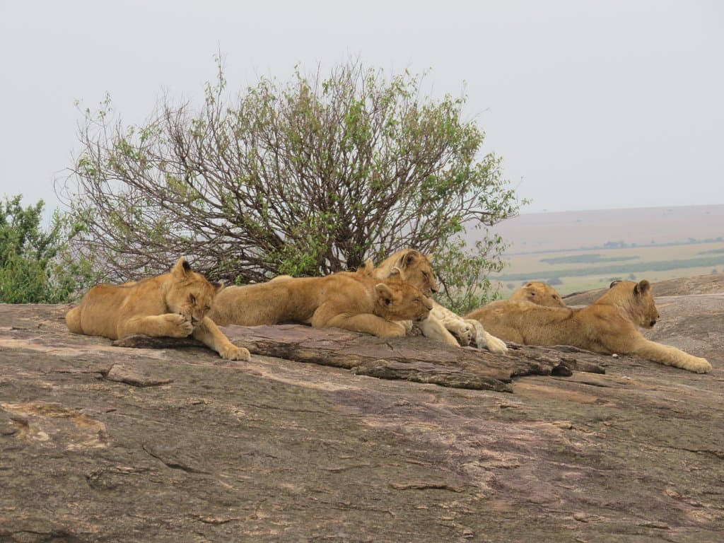 Lions taking a rest after a long day's hunt