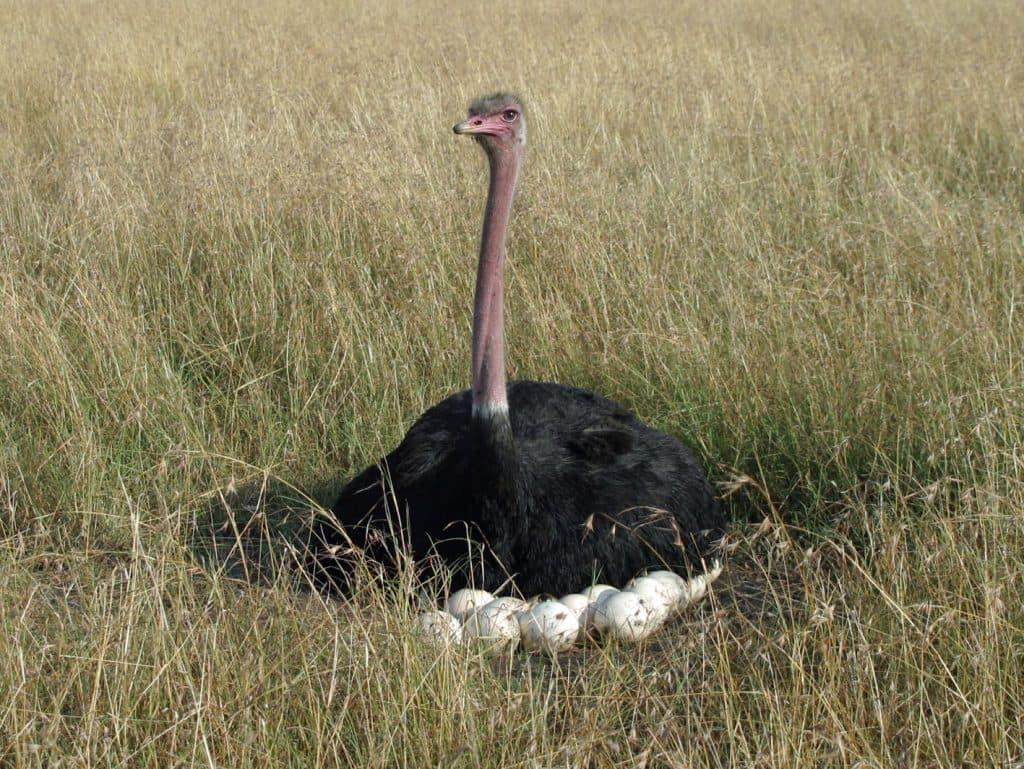 Ostrich watching over her eggs in the wild