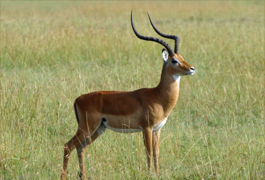 Gazelle watching out for Predators