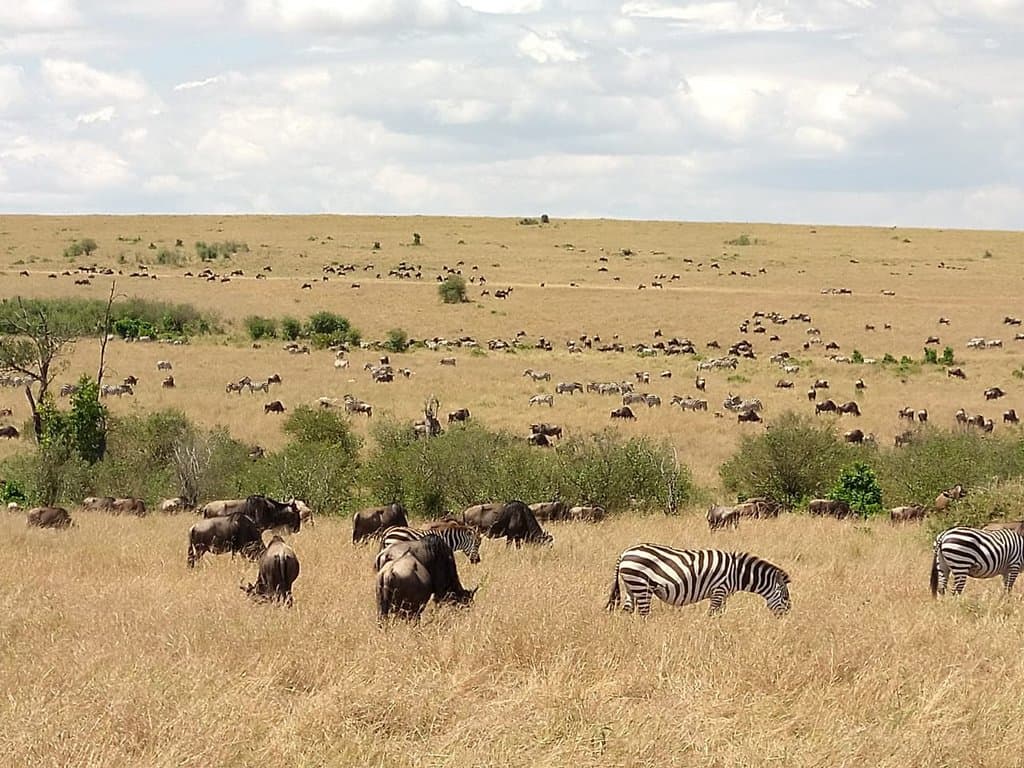 Wildlife Grazing in their natural environment