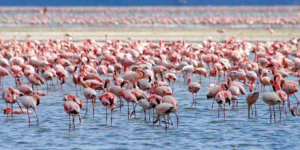 Flamingoes at Lake Nakuru