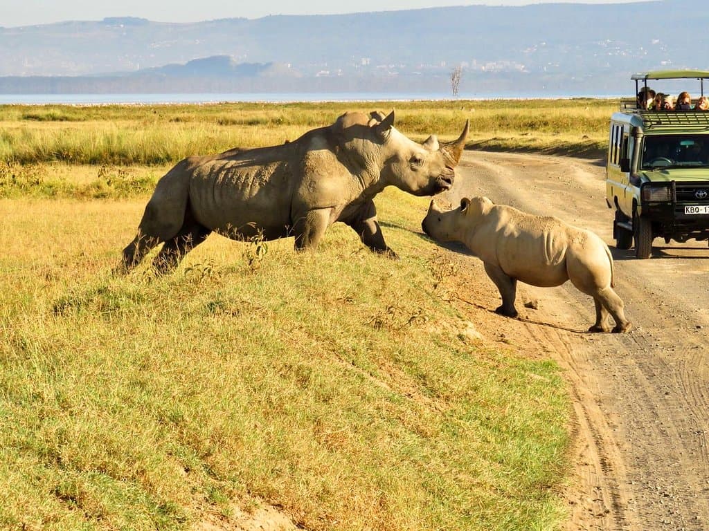 Rhinoceros playing with its calf