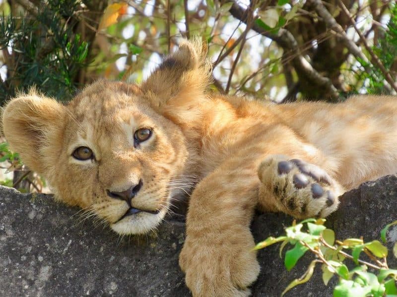 Lion Cub resting in Maasai Mara