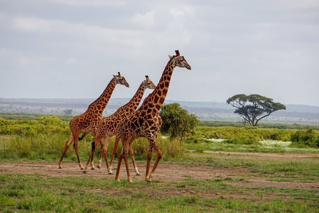 Giraffes taking a stroll