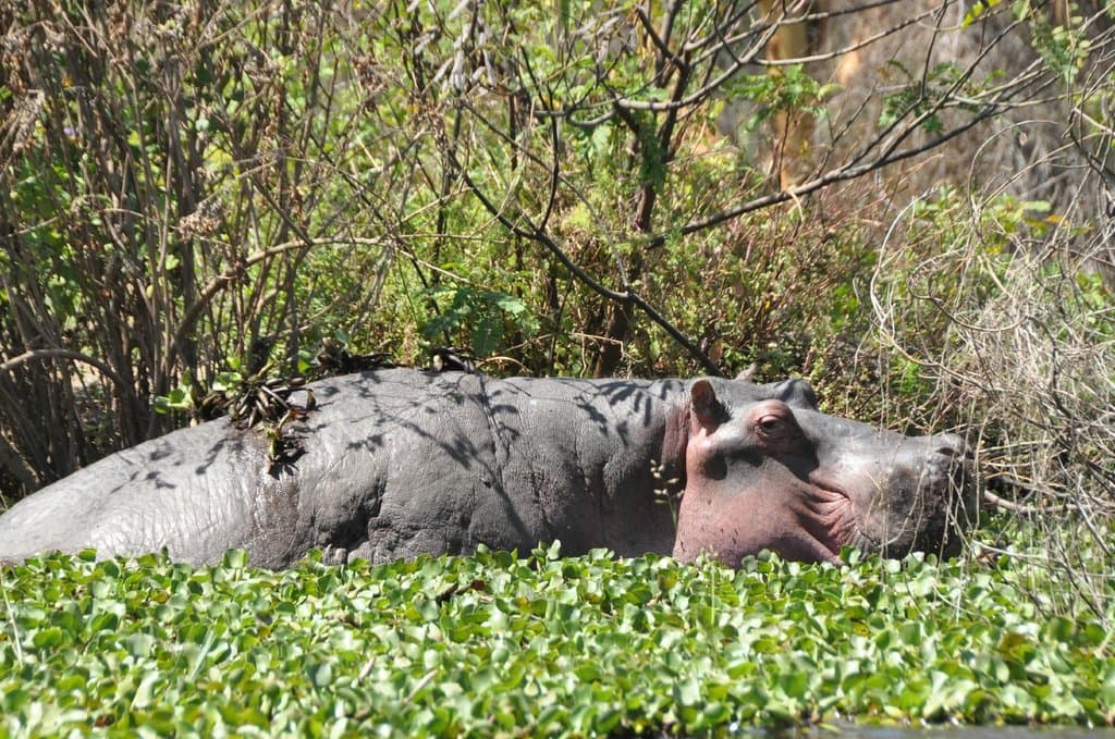 Hippopotamus in its Natural environment