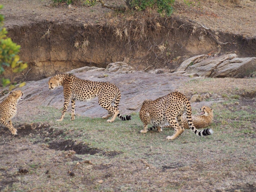 Cheetahs Playing in the wild