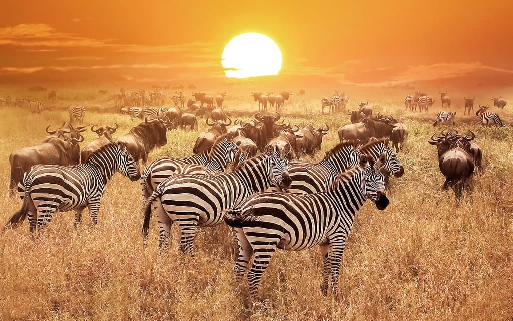 Zebras and Wildebeests watching the Sunset