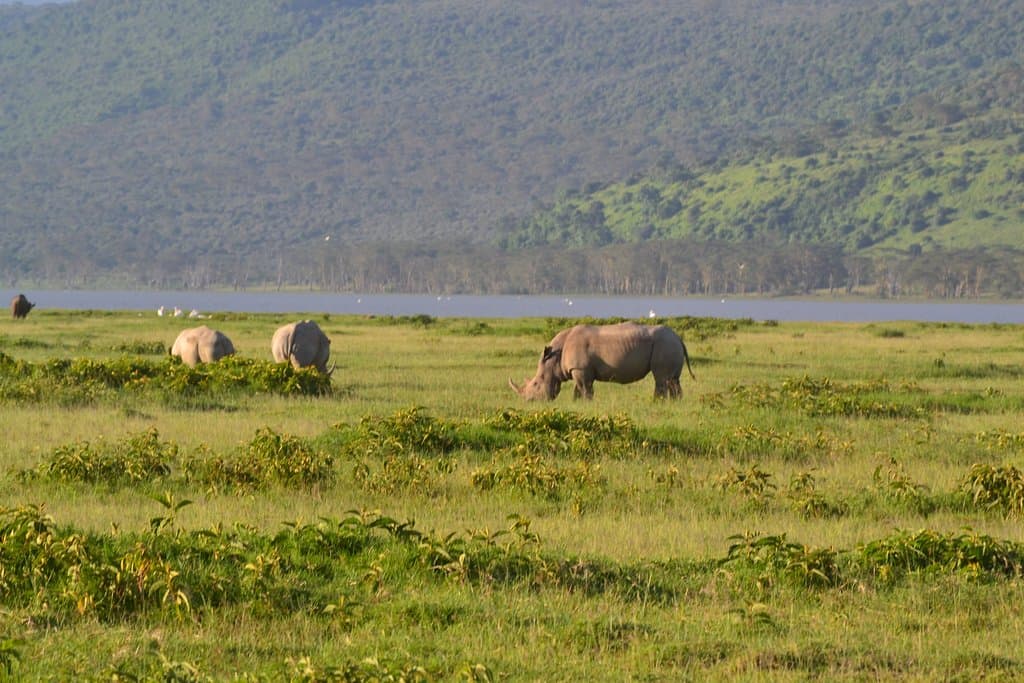 Rhinocerus in their Natural Habitat