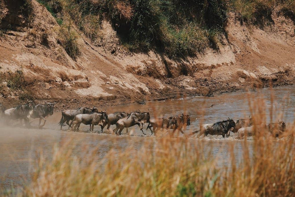 Wilderbeests crossing the Mara River