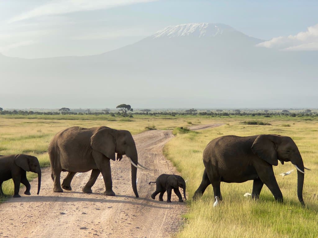 Landplane Adventures | 2 Days Amboseli