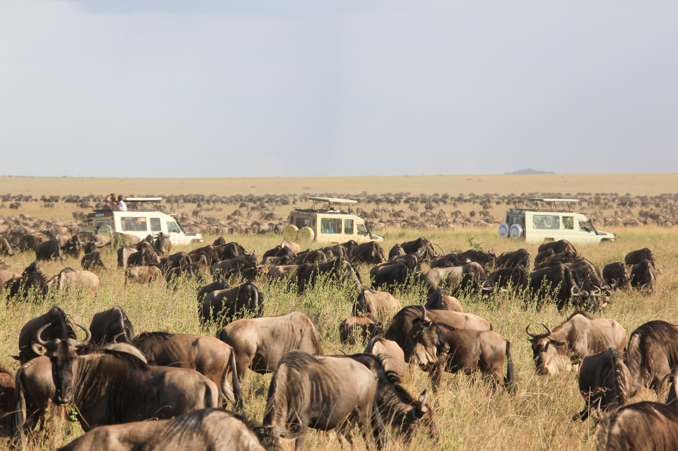 Landplane Adventures | 2 Days Masai Mara