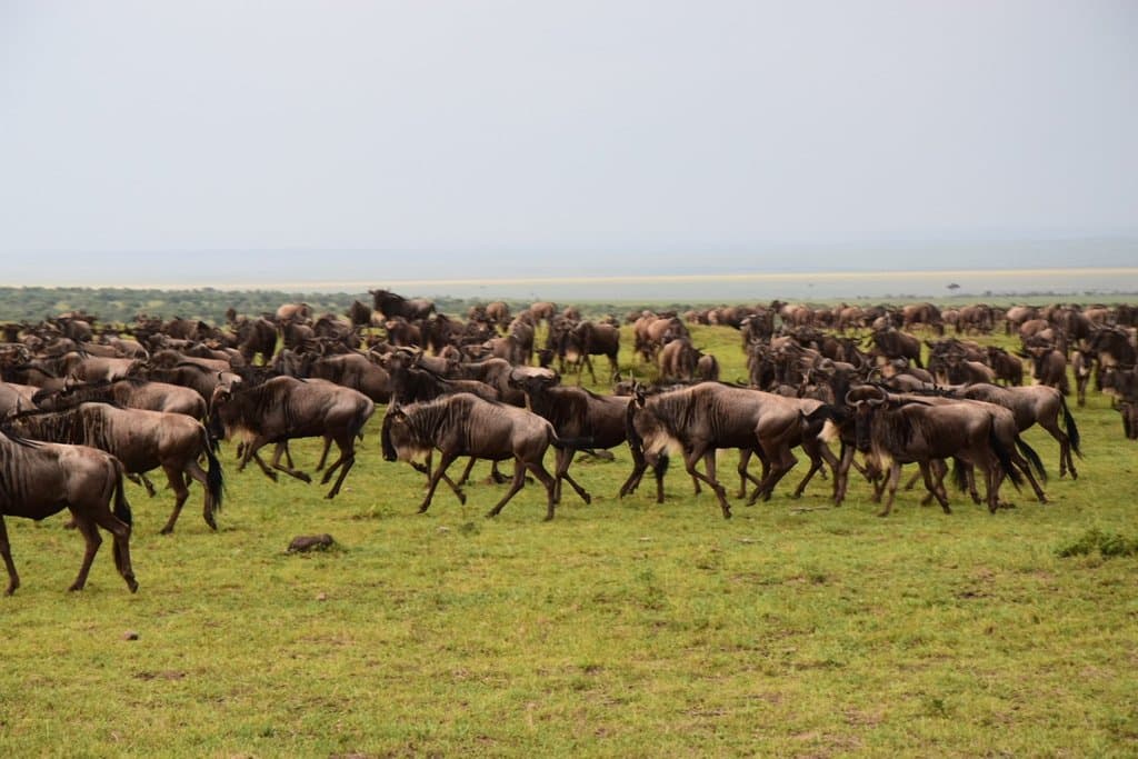 Landplane Adventures | Masai Mara