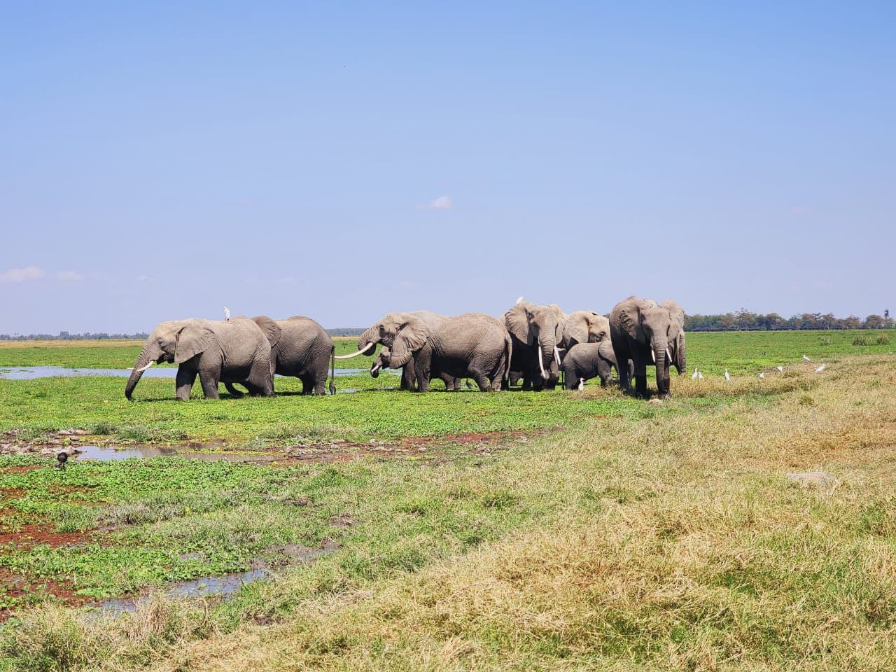 Your Gateway to Africa's Best Safaris