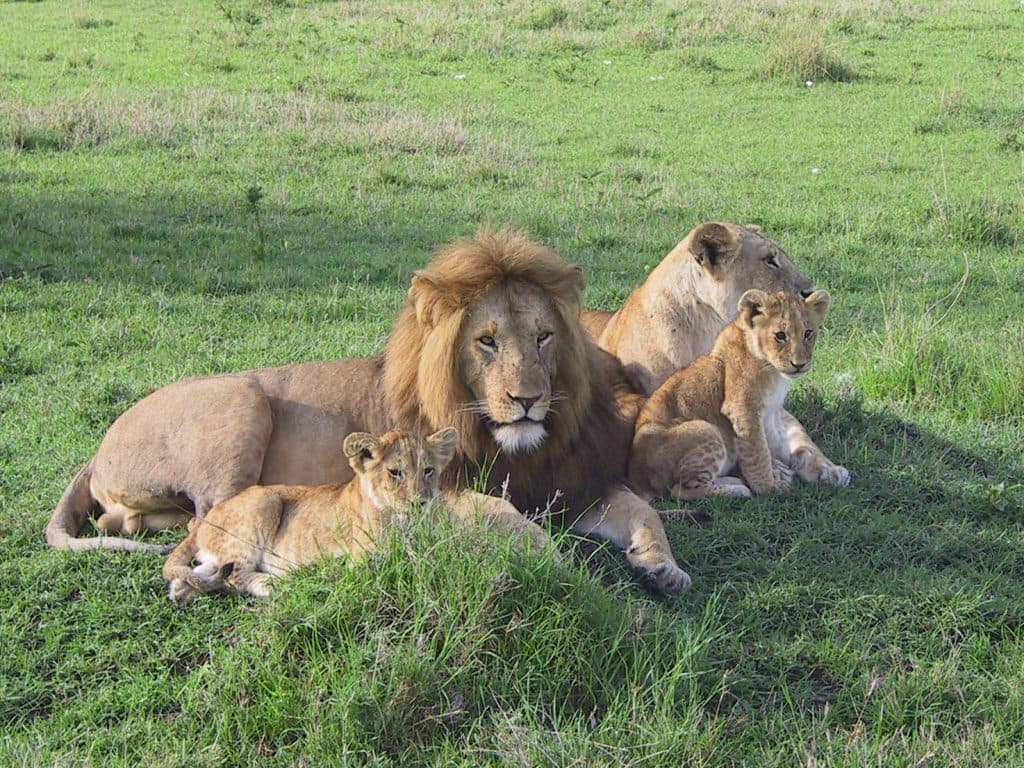 Landplane Adventures | 3 Days Tsavo East and Tsavo West